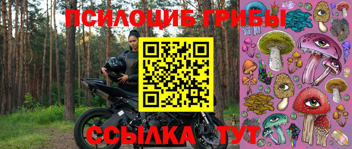 Псилоцибиновые грибы Cubensis Дербент