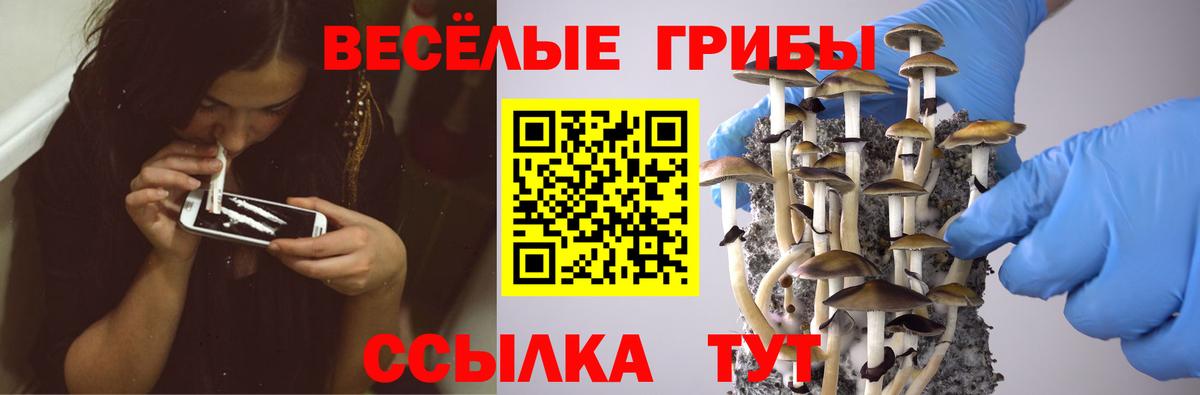 Дербент  Псилоцибиновые грибы Cubensis  Псилоцибиновые грибы прущие грибы  Вход с VPN 